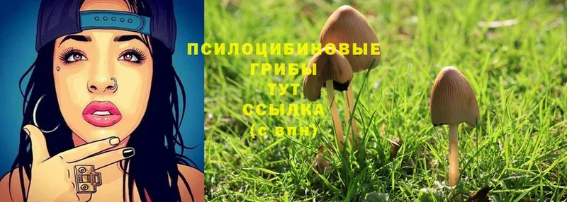 blacksprut вход  купить наркоту  Бакал  Галлюциногенные грибы MAGIC MUSHROOMS 